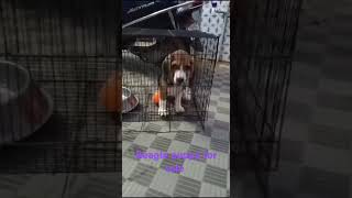 Beagle puppy for sale chennai [upl. by Ariad]