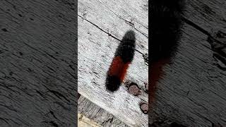 Woolly Bear Caterpillar shorts woollybearcaterpillar isabellatigermoth annahalo [upl. by Downes652]