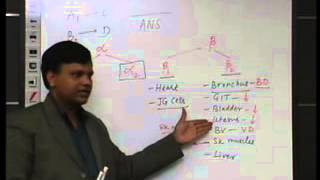 Sympathetic alpha and beta receptors and their functions [upl. by Saudra]