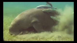 Marsa Alam  Dugong [upl. by Oirasan]