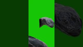 Green screen snake videos [upl. by Mailiw]