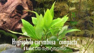 Hygrophila corymbosa quotcompactaquot Plant එක ගැන දැනගන්න [upl. by Maxma599]