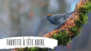 La fauvette à tête noire  Découverte des oiseaux [upl. by Nyrtak95]