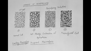 STAGES OF PLASMOLYSIS DIAGRAM CLASS 11 BIOLOGY [upl. by Nylleoj]