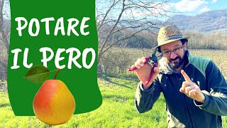 POTATURA del PERO come e quando potare lalbero di pere [upl. by Hanny]