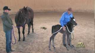 Foal Handling with Monty Roberts [upl. by Kelleher438]