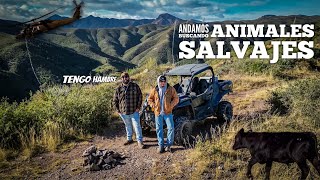 Regrese A Buscar Los Animales Salvajes De Este Cañon [upl. by Patrice]