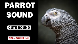 Real Parrot Sounds  High Quality  Cute Parrot Sound Experience  4K [upl. by Kerrie]