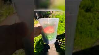 Why did I bury Nubbin in plasticshortfeed viralshort shortvideo shortviral goldfish tank [upl. by Barimah]