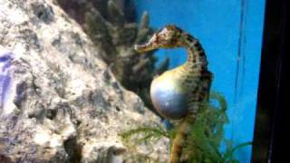 seahorse birth 1 [upl. by Ettenil432]