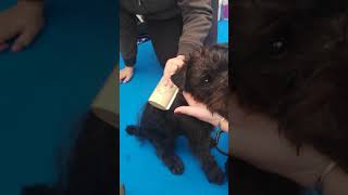 Sleekez dog deshedding brush used on curly haired dog [upl. by Chansoo27]