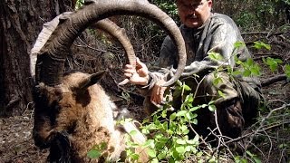 Bezoar Ibex Hunting in Turkey  Teke Avı  Recep Ecer [upl. by Anev]