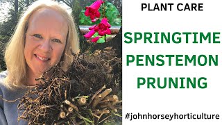 HOW TO PRUNE PENSTEMON IN SPRING  BEST WAY TO PRUNE PENSTEMON [upl. by Vonni]