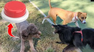 Belgian Shepherd Triggered by Barking Dogs at the Dog Park [upl. by Vlad]