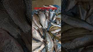 আল্লাহর প্রতি নিরাশ হবেন না। islamicwaz fish bassera fishing boalfish motivation viralshort [upl. by Aziul]