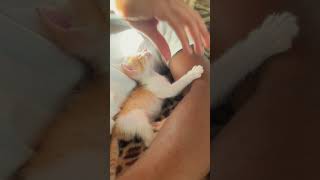 Little kitty watching 📺 kittenshorts kittenvideos cutenessoverload kittyplays socutecats cat [upl. by Bushweller]