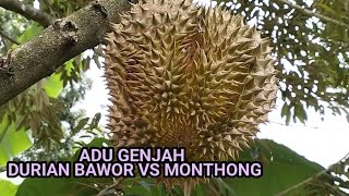 Bawor vs Monthong durian race  adu genjah durian bawor vs monthong [upl. by Iarahs]