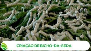 Multi Agro Criação de BichodaSeda [upl. by Mehetabel]