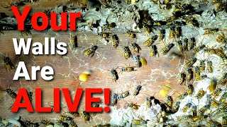 MASSIVE Yellow Jackets INFESTATION in House Basement wall Wasp Nest Removal [upl. by Alleyne868]