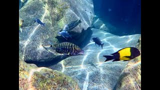 Swimming With Cichlids  Lobochilotes labiatus kekese [upl. by Nnairac]