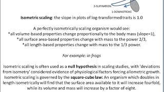 Allometry  Concepts and characteristics [upl. by Morley]