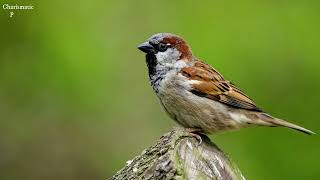 A Joyful Call of House Sparrow  Sparrow Call  Sparrow Chirping  Sparrow Songs  Sparrow Sounds [upl. by Chapen163]