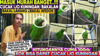 INI MASUK MURAH BANGET CUMA 100RB Lo ‼️ CUCAK IJO KUNINGAN BAKAL JANTAN atau BAKAL BETINA [upl. by Birdella]