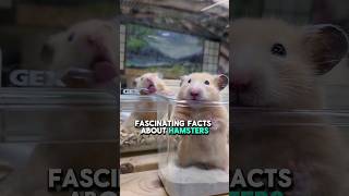 5 Fascinating Facts You Didnt Know About Hamsters animals facts hamsters cutepets cuteanimals [upl. by Allista]