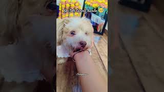 Tareef kardo 🙏🏻scoobymongia scooshe doglover funny cute shihtzu pets viral trending shorts [upl. by Rema]