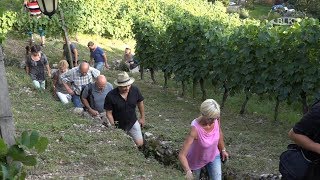 Weinwanderung Der Steinmeister Roßbach Naumburg Prof Dr Maria Wartenberg Weinbau Strauß [upl. by Eimrots921]