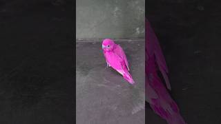 What is the True Color of This Budgie [upl. by Enieledam]