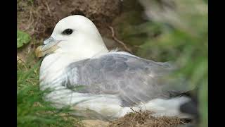 Fulmar Bird Call [upl. by Yer856]