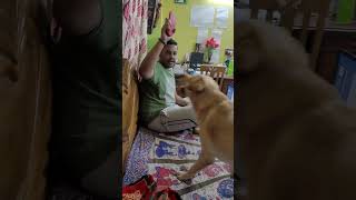 Part2 Cocos favourite 😍doglover dog labrador pets coco cute video petlover dogs animals [upl. by Malvina]