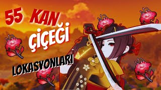 3 DKda Kan Çiçeği Lokasyonları I Genshin Impact Türkçe Rehber [upl. by Eisse515]