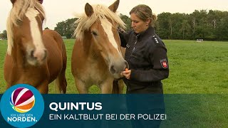 Quintus – Ein Kaltblut bei der Polizei [upl. by Aihtnys]