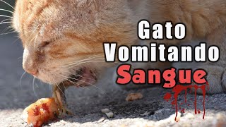 gato VOMITANDO SANGUE  o que fazer [upl. by Wiese57]