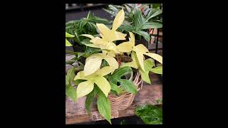 Philodendron Florida Ghost Care Tips And Propagation [upl. by Horowitz]