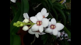 piccole bellissime e generose orchidee australiane i Sarcochilus [upl. by Sinnaoi]