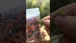 How to save Zinnia seeds the easy way zinnia flowers gardening [upl. by Muhan]