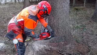 The Best Chain saw Husqvarna 560XP and Thank you for your friends comment [upl. by Avehs]