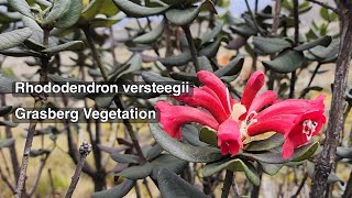 Rhododendron versteegii  Grasberg Vegetation [upl. by Eehtomit]