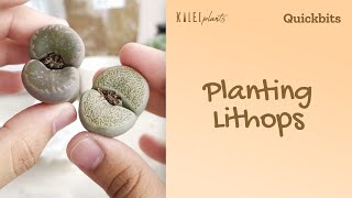 How to Plant LITHOPS Succulent Shorts [upl. by Manfred]