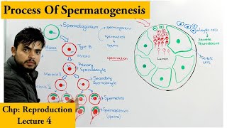 Spermatogenesis  How sperm cells are produced [upl. by Gerhard]