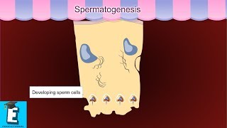 Spermatogenesis Learn for Children and Kids  EDUKID Learning [upl. by Tomlinson]