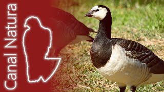 Barnacla cariblanca Branta leucopsis Barnacle Goose 4K [upl. by Esej]