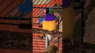 Gouldian finch singing [upl. by Eenalem]