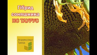 Соняшник НС Таурус 🌻 опис гібриду 🌻  насіння в Україні [upl. by Nos]