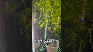 The Shocking Guppy Breeding Warning Every Beginner Needs [upl. by Eical]