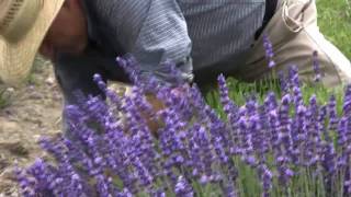 Harvest Time at Purple Haze Lavender [upl. by Silenay]