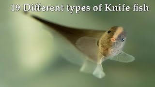 19 Different types of Knife fish [upl. by Enileuqaj]